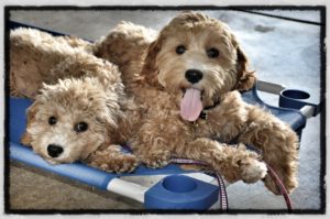 dog classes Chesapeake Beach