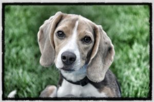Beagle Training in Maryland