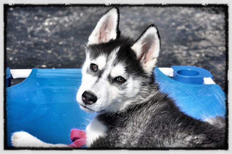 Midway Dog Academy Board And Train Camps Maryland Dog Training