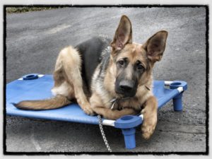 Aquasco Dog Training