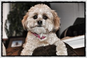 Shih Tzu Training in Maryland