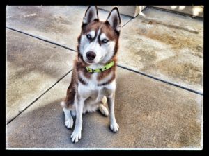 Husky training in Maryland