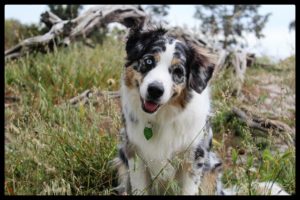 Potty training puppies