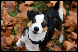 Dog Board and Train in Odenton