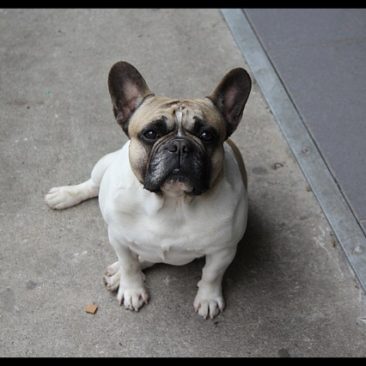 French Bulldogs in Virginia