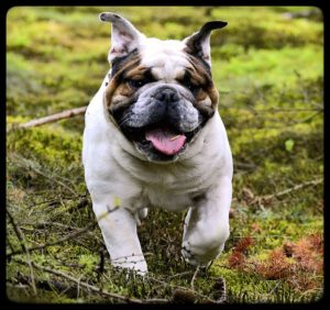 dog training near me in Mayo