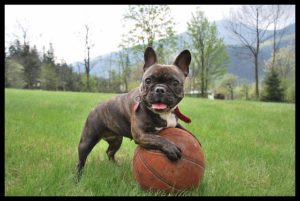 dog obedience training in Hyattsville